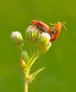 Beautiful blooming flower photo