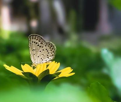 beautiful blooming flower photo