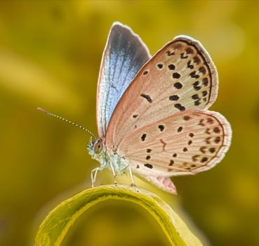 Beautiful flying butterfly photo