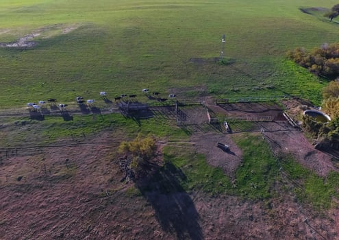 Cows in La Pampa province landscape,La Pampas, Argentina photo