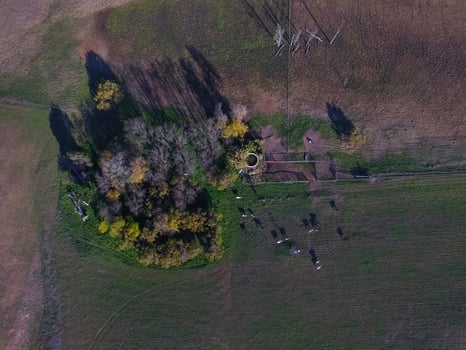 Cows in La Pampa province landscape,La Pampas, Argentina photo