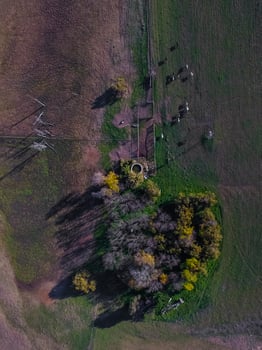 Cows in La Pampa province landscape,La Pampas, Argentina photo