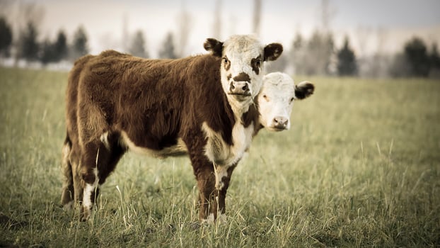 Steers grazing on the Pampas plain, Argentina photo