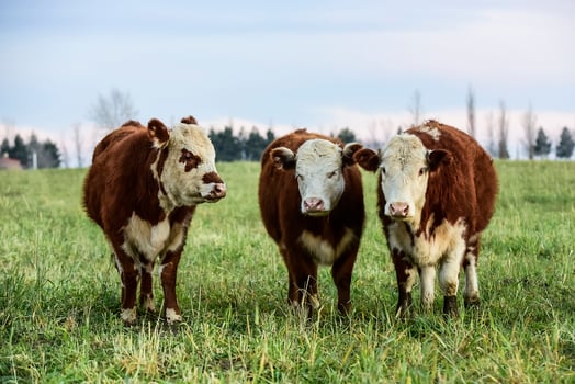 Steers grazing on the Pampas plain, Argentina photo