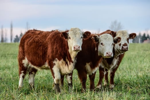 Steers grazing on the Pampas plain, Argentina photo