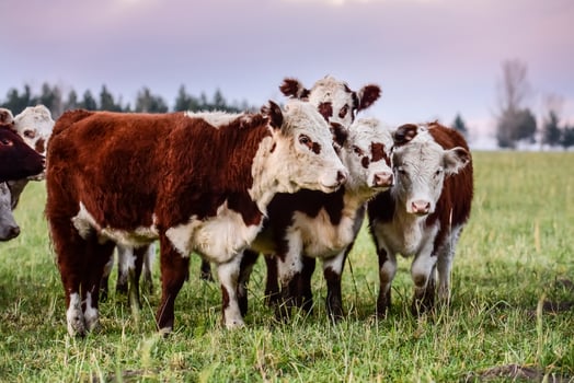 Cattle looking to the camera, Patagonia, Argentina photo
