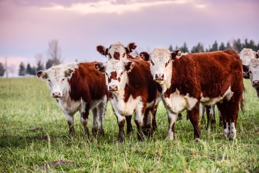 Cattle looking to the camera, Patagonia, Argentina photo