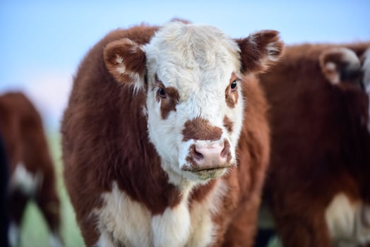 Cattle looking to the camera, Patagonia, Argentina photo