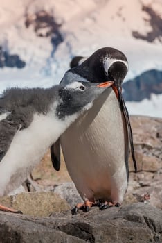 Gentoo Penguin and chick, Pygoscelis papua,Neko Harbour,Antartica Peninsula. photo