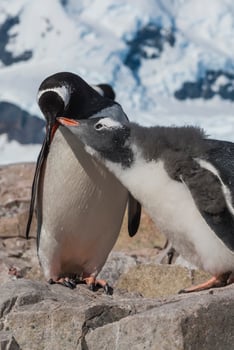 Gentoo Penguin, Pygoscelis papua,Neko Harbour,Antartica Peninsula. photo