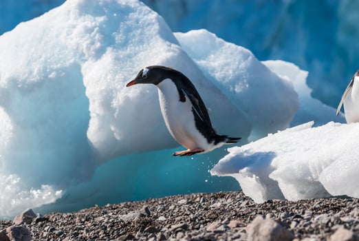 Gentoo penguin couple, Neko Harbor beach, Antarctic Peninsula. photo