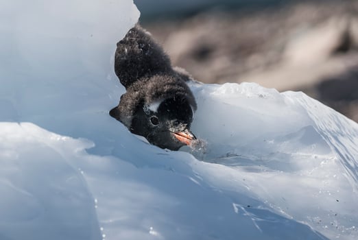 Gentoo Penguin, Antartica photo