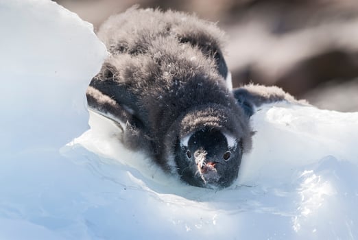 Gentoo Penguin, Antartica photo