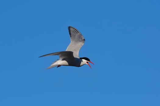 Tern in flight, Peninsula Valdes,Patagonia Argentina. photo