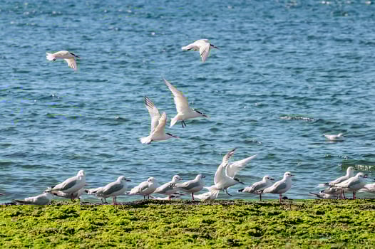 Gull and tern flock, Patagonia, Argentina photo