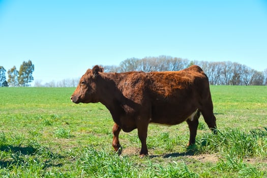 Cattle grazing in pampas countryside, La Pampa, Argentina. photo