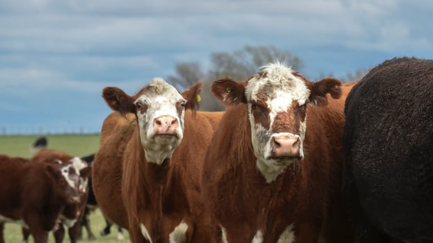 Cows fed with natural grass in pampas countryside, Patagonia, Argentina. photo