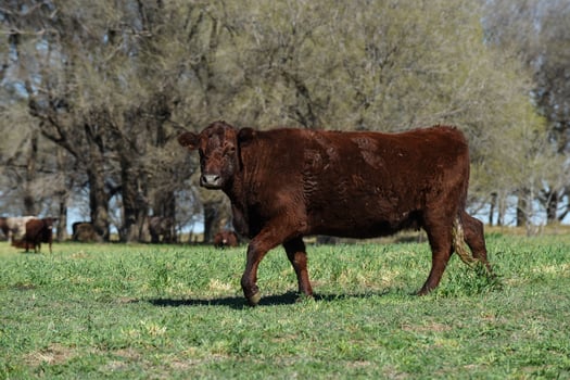 Cows fed with natural grass in pampas countryside, Patagonia, Argentina. photo