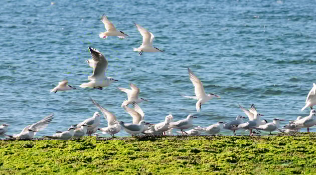 Gull and tern flock, Patagonia, Argentina photo