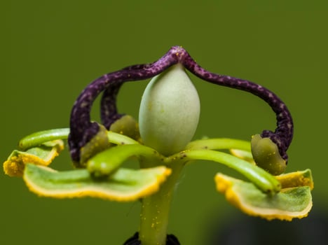 Blue passion flower, close up view, Pampas forest, Argentina. photo