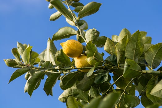 Lemons from orchard in the lemon tree,Patagonia photo