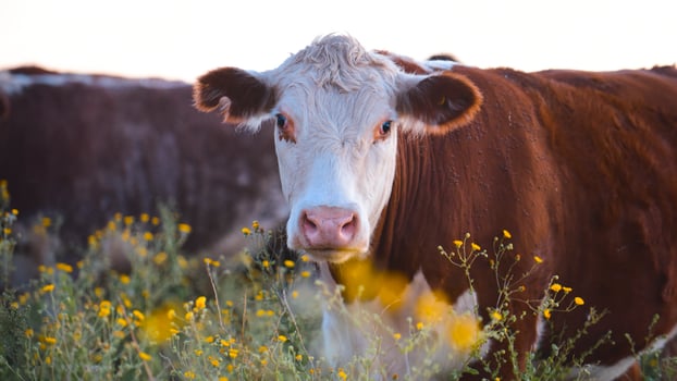 Steers and heifers raised with natural grass, Argentine meat production photo
