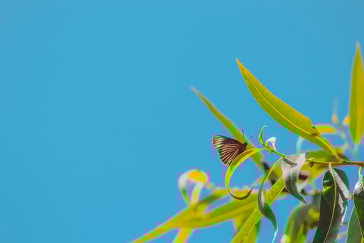 In the sky, butterflies and moths, pollinators photo