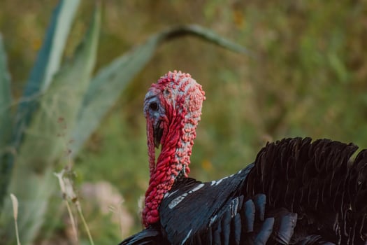 The turkey, a bird of nature, blends with the plant-filled surroundings photo