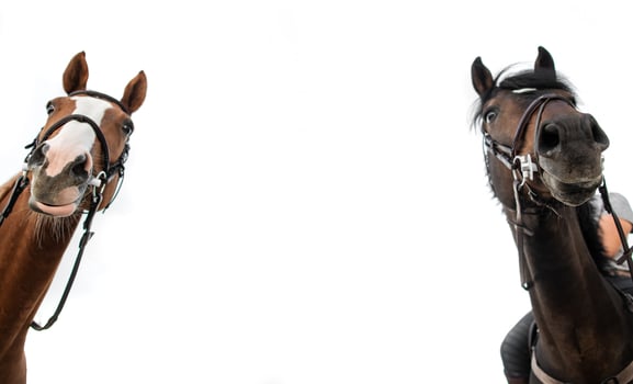Two horses looking down. White background. Empty space between. photo