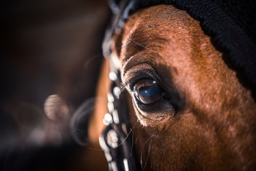 Horse Eye Closeup photo