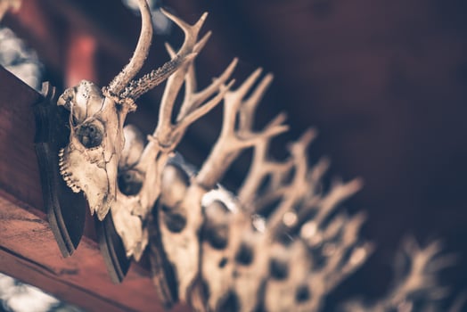 Hanging Hunting Trophies photo