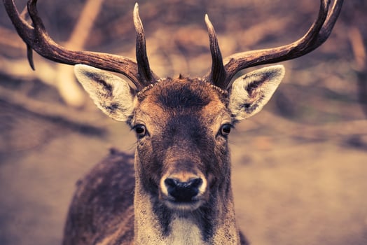 Portrait of the Deer photo