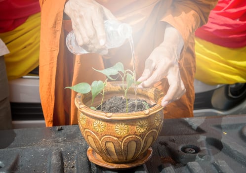 Cropped shot view of Buddhist monk water the plant with water to little Bodhi tree, The Bodhi tree became a symbol of the Buddha's presence and an object of worship. photo