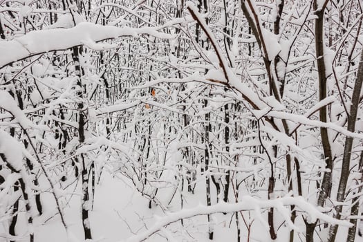 lot of shrub and trees with lot of snow in the winter photo