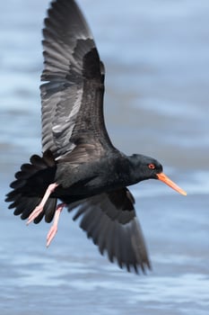 Variable Oystercatcher in New Zealand photo