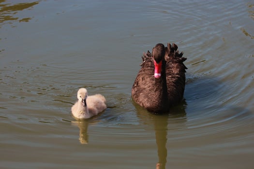 Black Swan in Australasia photo