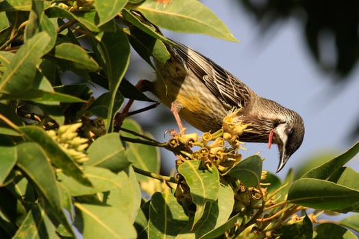 Red Wattlebird in Australia photo