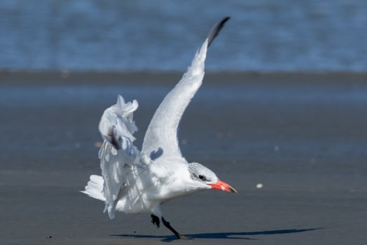 Caspian Tern in Australasia photo
