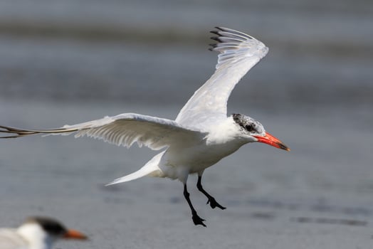 Caspian Tern in Australasia photo