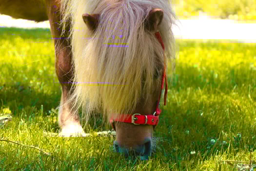 Little palomino pony horse with white mane grazes on the lawn and eats green grass at sunset photo