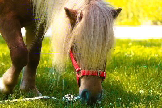 Little palomino pony horse with white mane grazes on the lawn and eats green grass at sunset photo