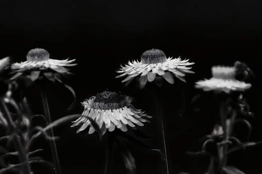 Blooming flower in garden photo