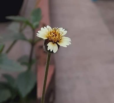 Beautiful blooming flower photo