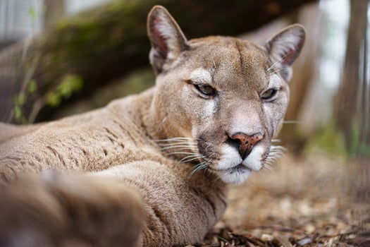 Cougar in zoo photo
