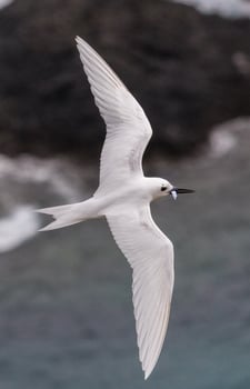 White Tern in Australia photo