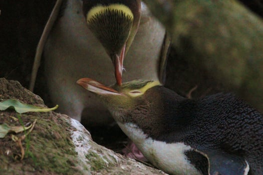 Yellow-eyed Penguin in New Zealand photo
