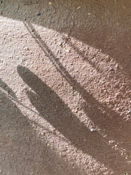 Leaves shadow background on concrete wall texture, leaves tree branches shade photo
