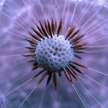 Close-up of dandelion flower plant in springtime photo