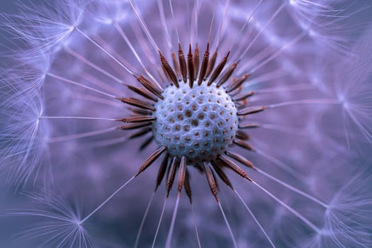 Close-up of dandelion flower plant in springtime photo