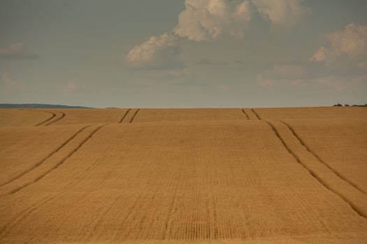 Wheat field and blue sky. Agricultural landscape with ears of wheat. photo